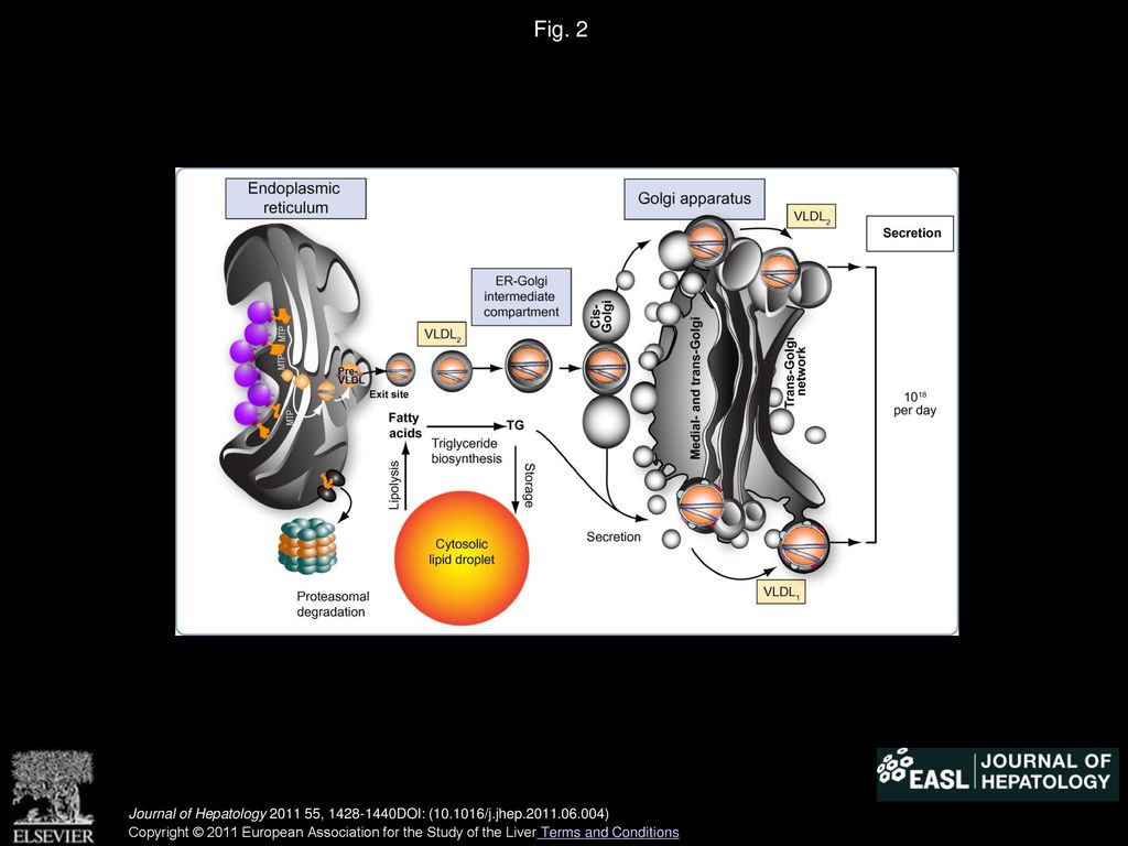 HCV And The Hepatic Lipid Pathway As A Potential Treatment Target Ppt